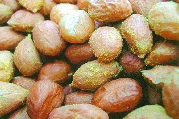 黃曲霉毒素的危害，其中黃曲霉毒素B1最毒！