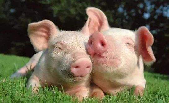 如何從抗原集體報告中正確識別豬藍耳病