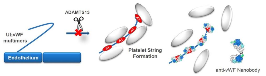 行研 | 納米抗體 – 抗體界的“百變星君”，如何突破抗體藥的激烈重圍？-肽度TIMEDOO